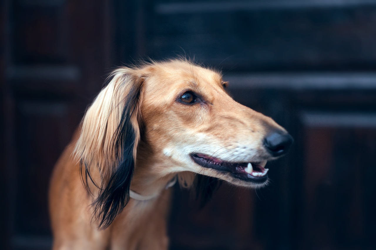 The Gentle Nature of the Saluki